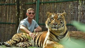 72 Harimau Di Thailand Mati Massal Diduga Kuat Terinfeksi Virus Distemper