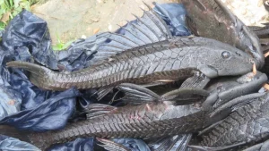 Invasi Sapu Sapu Malaysia Pernah Tangkap 31 Ton Ikan Di Sungai Kuala Lumpur