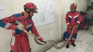 Ular Sanca 4 Meter Gegerkan Warga Kalideres Damkar Berhasil Evakuasi